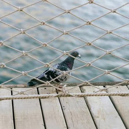 Pigeon behind a protective safety net